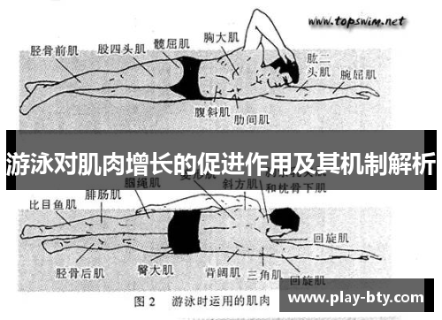 游泳对肌肉增长的促进作用及其机制解析